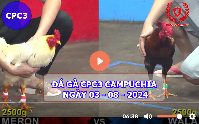 Video đá gà CPC3 ngày 03-08-2024