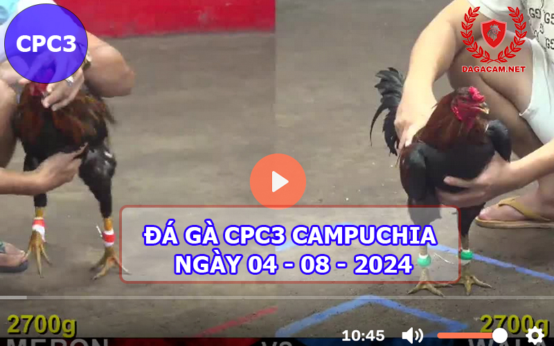 Video đá gà CPC3 ngày 04-08-2024