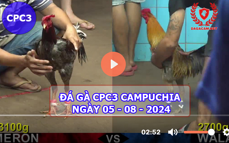 Video đá gà CPC3 ngày 05-08-2024