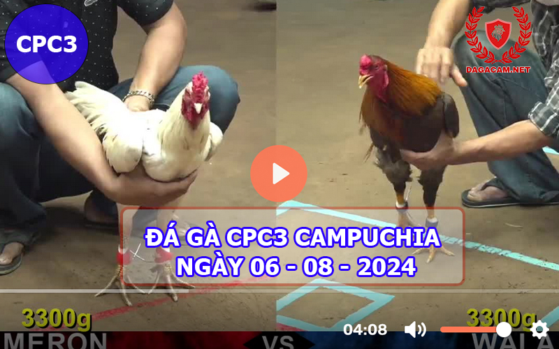 Video đá gà CPC3 ngày 06-08-2024