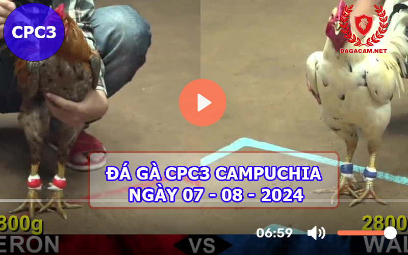 Video đá gà CPC3 ngày 07-08-2024