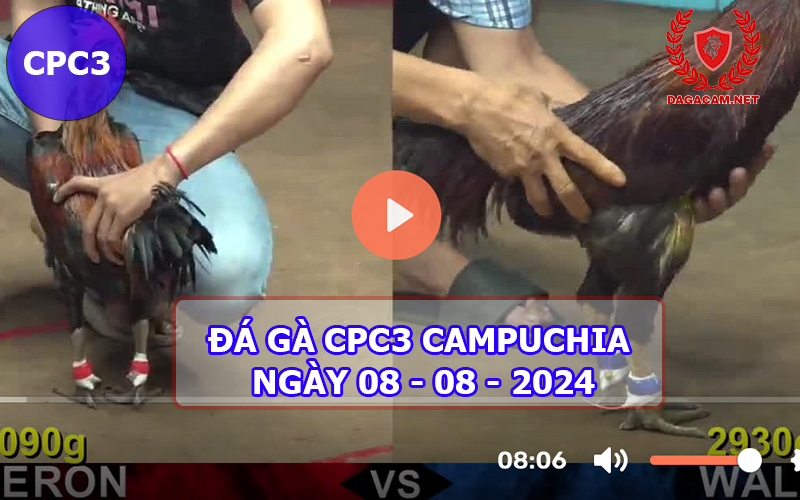 Video đá gà CPC3 ngày 08-08-2024