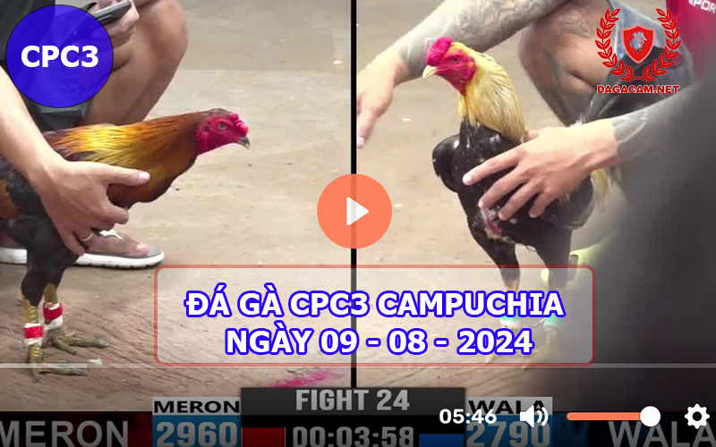 Video đá gà CPC3 ngày 09-08-2024