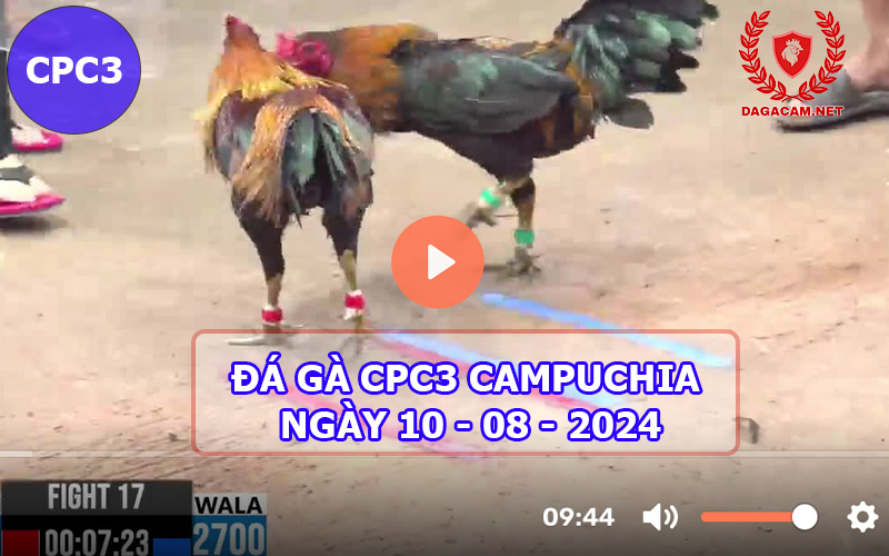 Video đá gà CPC3 ngày 10-08-2024