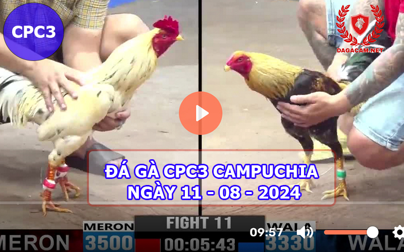 Video đá gà CPC3 ngày 11-08-2024