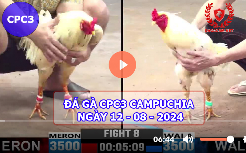 Video đá gà CPC3 ngày 12-08-2024