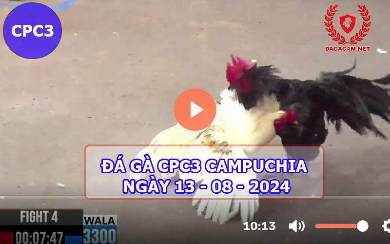 Video đá gà CPC3 ngày 13-08-2024