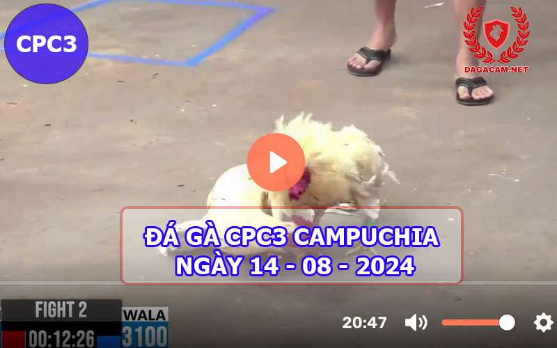 Video đá gà CPC3 ngày 14-08-2024