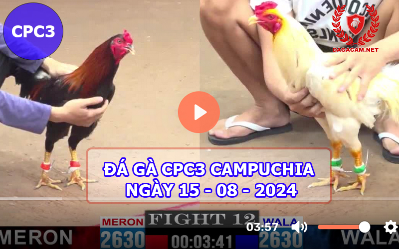 Video đá gà CPC3 ngày 15-08-2024