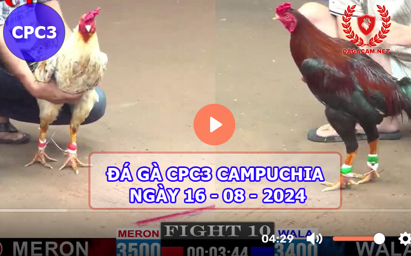 Video đá gà CPC3 ngày 16-08-2024