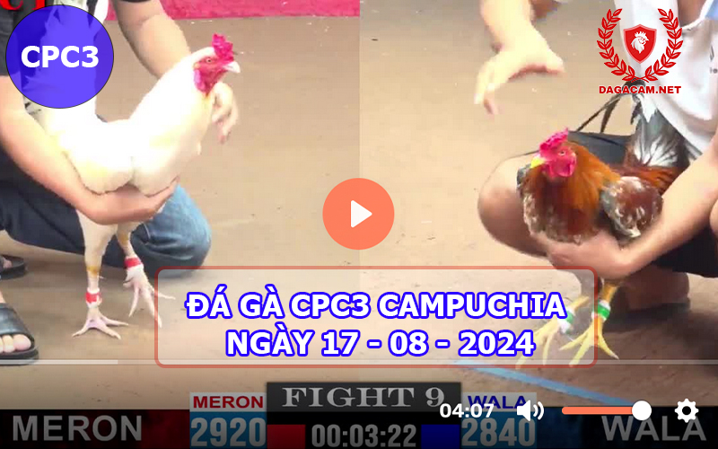 Video đá gà CPC3 ngày 17-08-2024