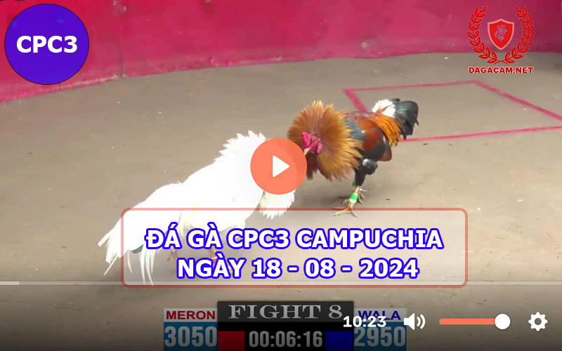 Video đá gà CPC3 ngày 18-08-2024