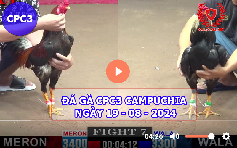 Video đá gà CPC3 ngày 19-08-2024