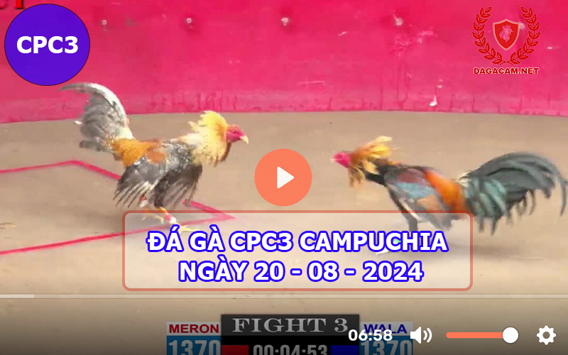 Video đá gà CPC3 ngày 20-08-2024