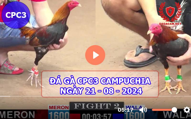 Video đá gà CPC3 ngày 21-08-2024