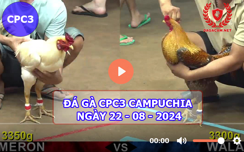 Video đá gà CPC3 ngày 22-08-2024