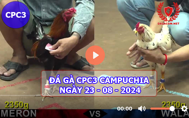 Video đá gà CPC3 ngày 23-08-2024