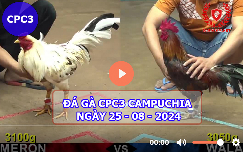 Video đá gà CPC3 ngày 25-08-2024