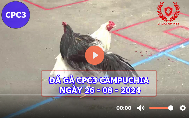 Video đá gà CPC3 ngày 26-08-2024