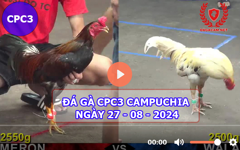 Video đá gà CPC3 ngày 27-08-2024