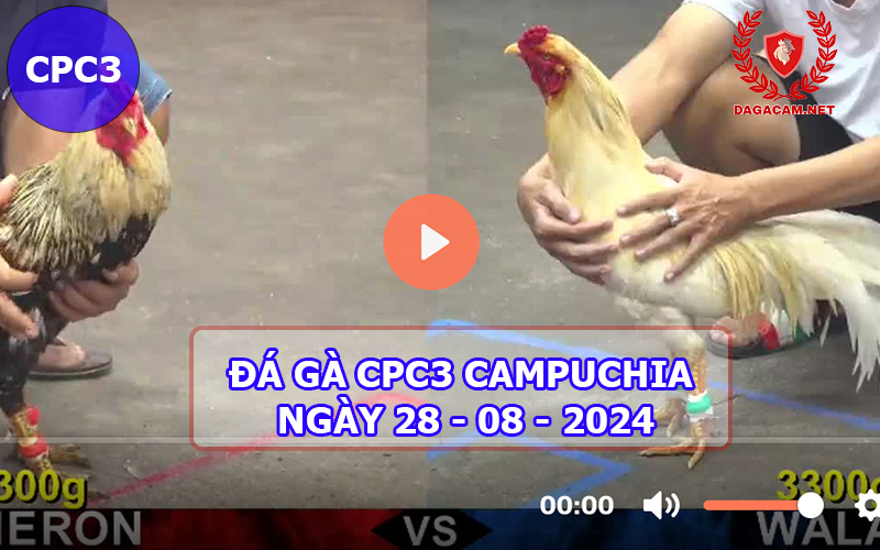 Video đá gà CPC3 ngày 28-08-2024