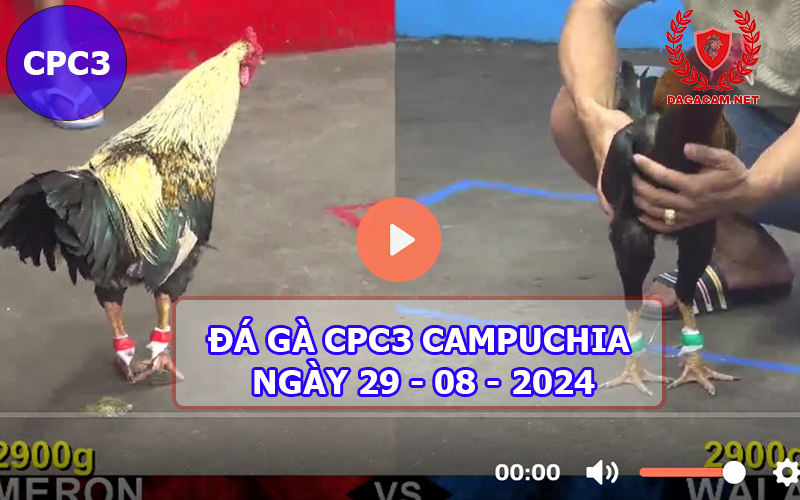 Video đá gà CPC3 ngày 29-08-2024