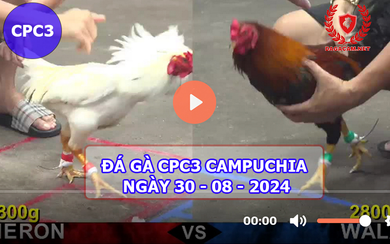 Video đá gà CPC3 ngày 30-08-2024