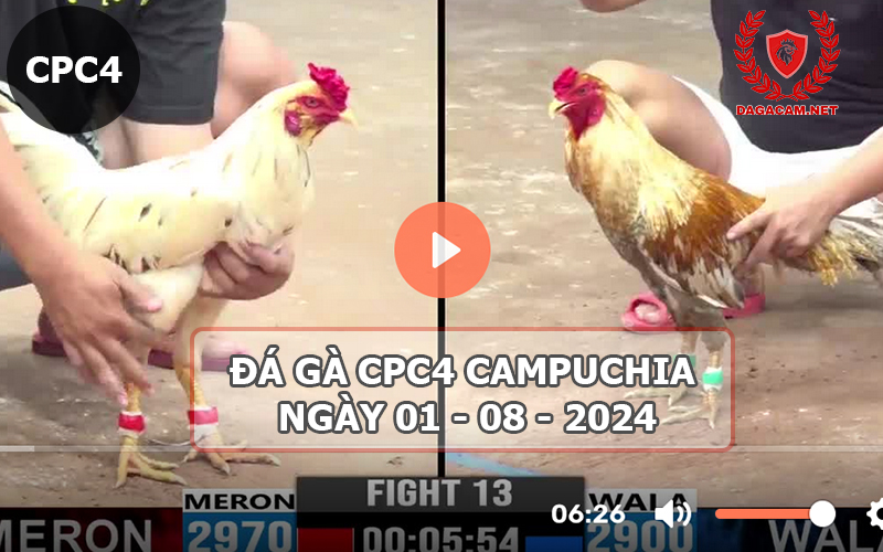 Video đá gà CPC4 ngày 01-08-2024