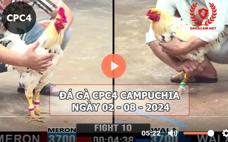 Video đá gà CPC4 ngày 02-08-2024