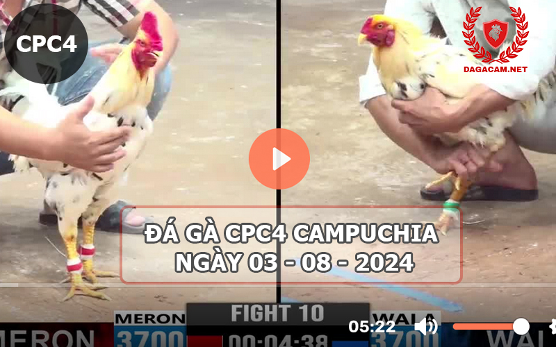 Video đá gà CPC4 ngày 03-08-2024