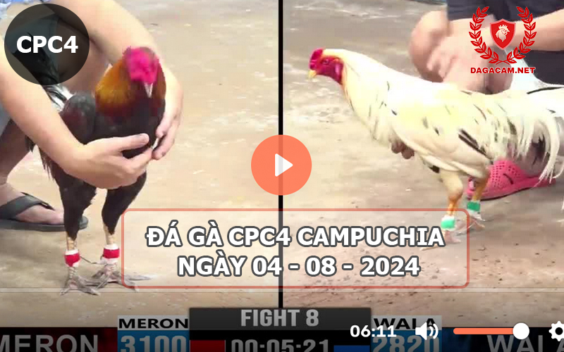 Video đá gà CPC4 ngày 04-08-2024