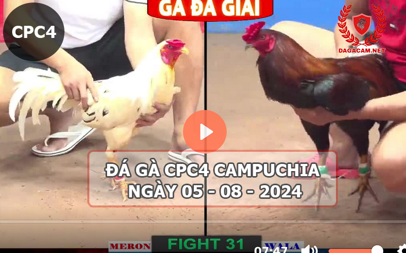 Video đá gà CPC4 ngày 05-08-2024