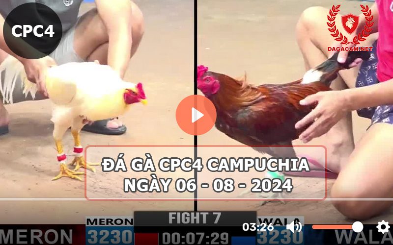 Video đá gà CPC4 ngày 06-08-2024