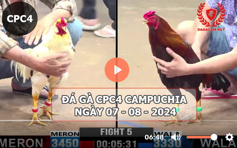 Video đá gà CPC4 ngày 07-08-2024