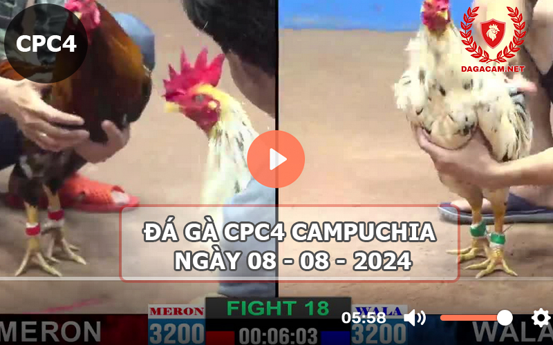 Video đá gà CPC4 ngày 08-08-2024