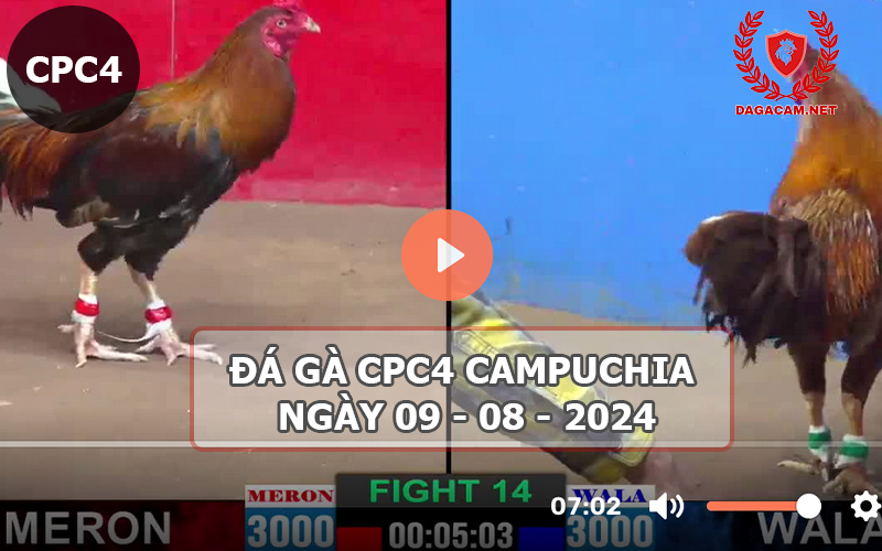 Video đá gà CPC4 ngày 09-08-2024