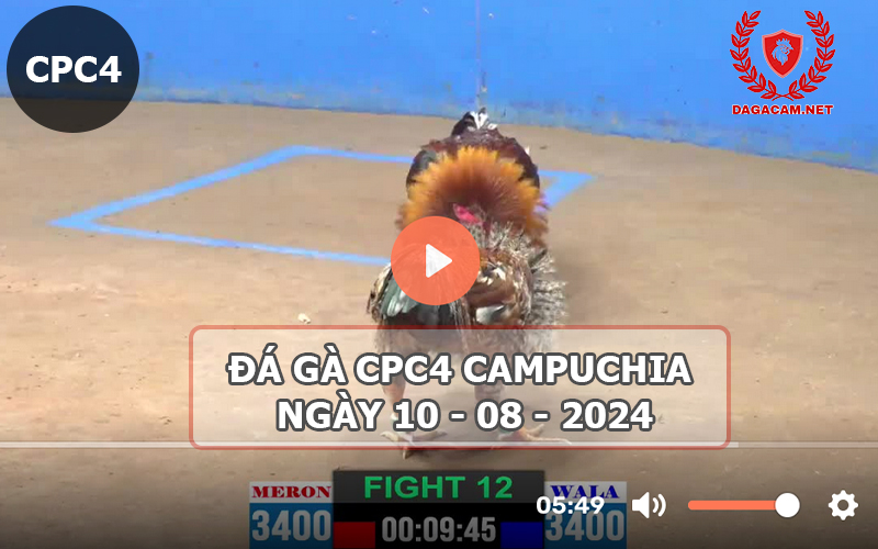 Video đá gà CPC4 ngày 10-08-2024