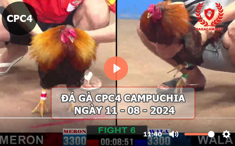 Video đá gà CPC4 ngày 11-08-2024