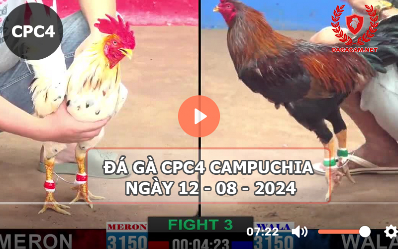 Video đá gà CPC4 ngày 12-08-2024