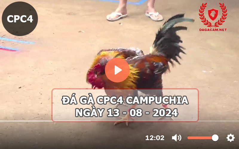 Video đá gà CPC4 ngày 13-08-2024