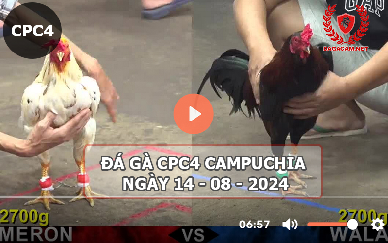 Video đá gà CPC4 ngày 14-08-2024