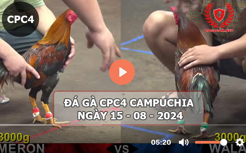 Video đá gà CPC4 ngày 15-08-2024