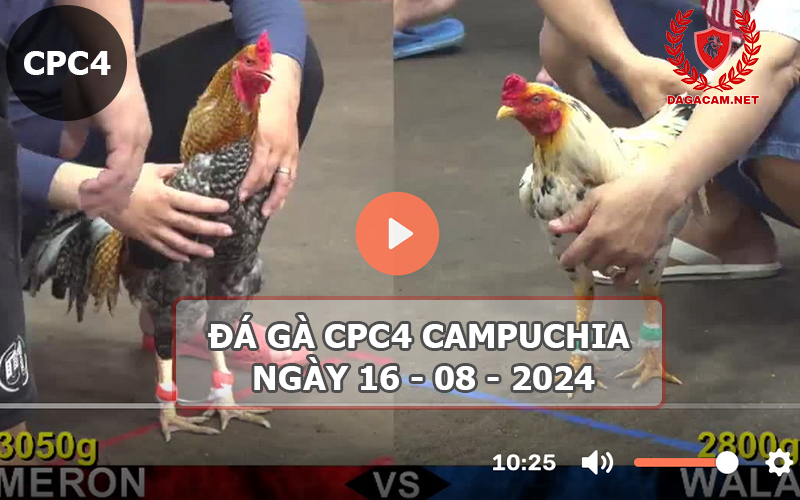 Video đá gà CPC4 ngày 16-08-2024