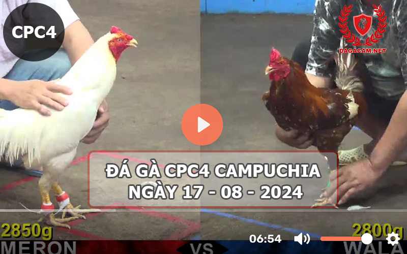 Video đá gà CPC4 ngày 17-08-2024