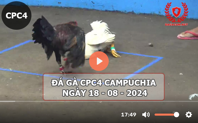 Video đá gà CPC4 ngày 18-08-2024