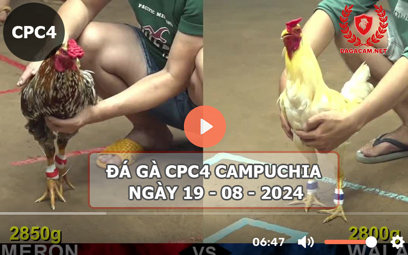 Video đá gà CPC4 ngày 19-08-2024