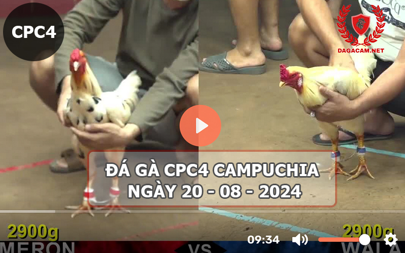 Video đá gà CPC4 ngày 20-08-2024