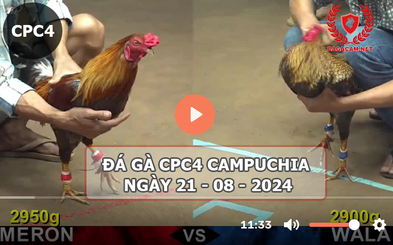 Video đá gà CPC4 ngày 21-08-2024