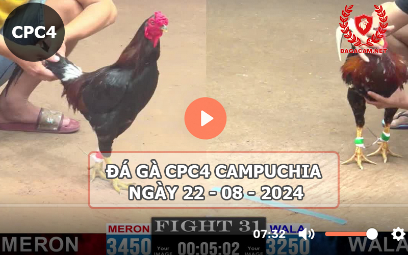 Video đá gà CPC4 ngày 22-08-2024