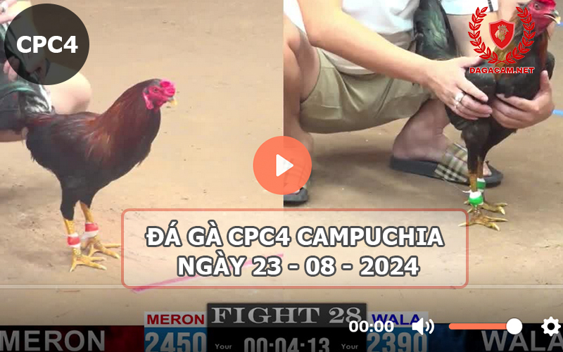 Video đá gà CPC4 ngày 23-08-2024